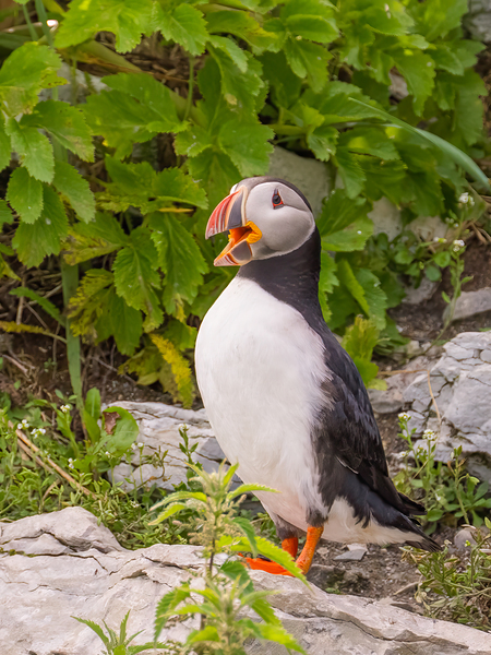 Z91 1832 Edit by Photos by SMA