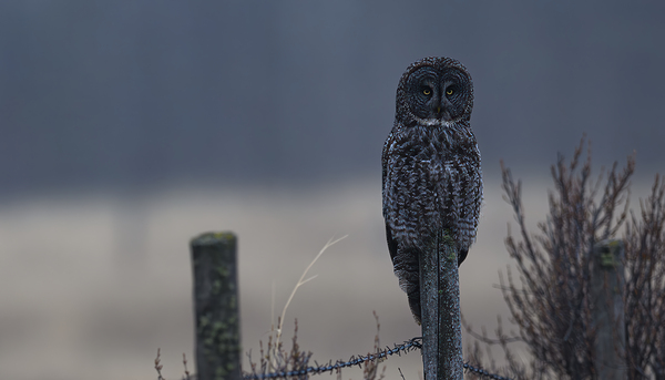 Calgary20220510 0135 Enhanced NR Edit by Photos by SMA