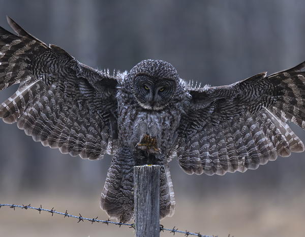 Calgary20220510 0150 Enhanced NR Edit by Photos by SMA