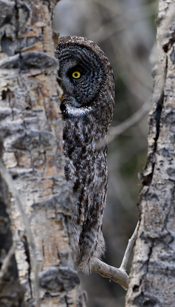 Calgary20220511 0437 Edit by Photos by SMA