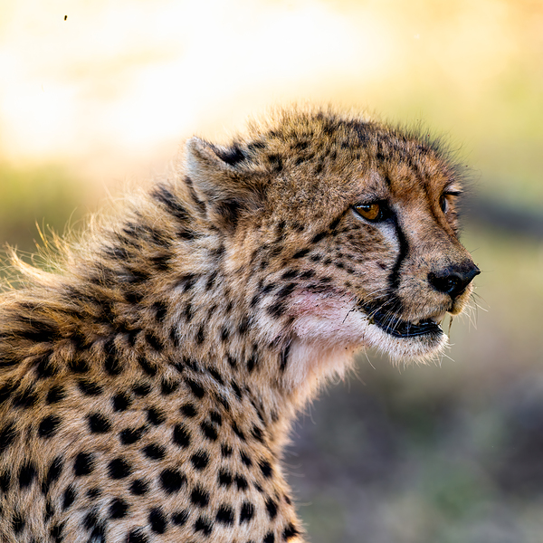 NBC081223686 Edit by Photos by SMA