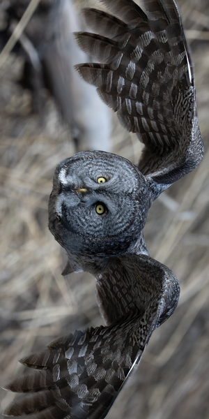 GGO 3060 Acry by Photos by SMA