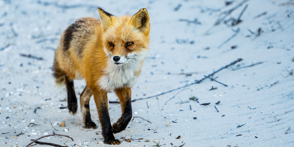 Fox 2448 Can by Photos by SMA