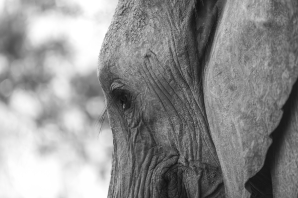 NBC081123037 Enhanced NR by Photos by SMA