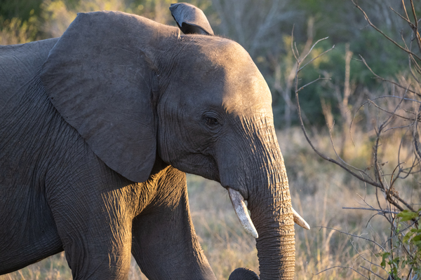 NBC081123057 by Photos by SMA