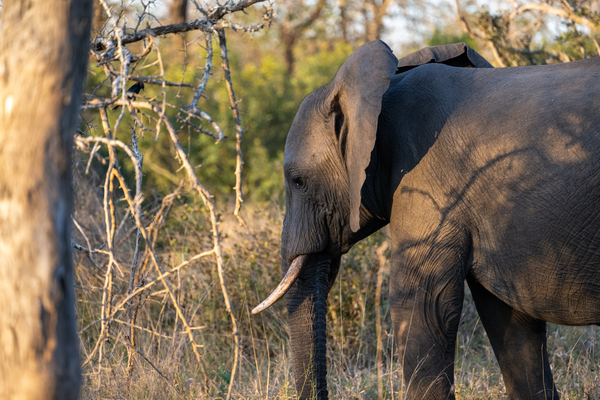 NBC081123060 by Photos by SMA