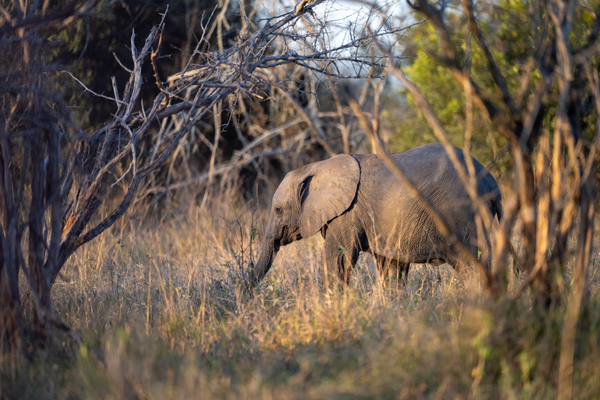 NBC081123067 by Photos by SMA