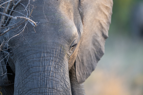 NBC081123071 by Photos by SMA