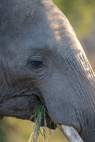 NBC081123075 by Photos by SMA