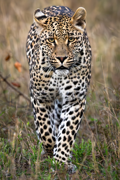 NBC081323434 Enhanced NR Edit Edit by Photos by SMA