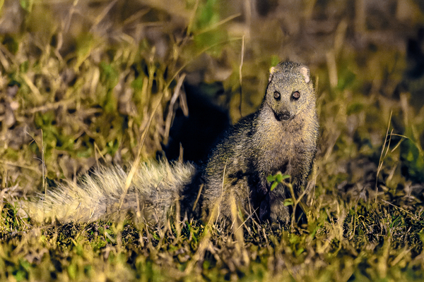 Z92 1608 NEF DxO DeepPRIMEXD by Photos by SMA