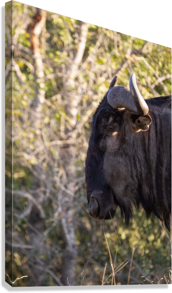 NBC081123046 Enhanced NR Edit Canvas Print