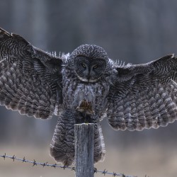 Calgary20220510 0150 Enhanced NR Edit