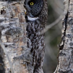 Calgary20220511 0437 Edit