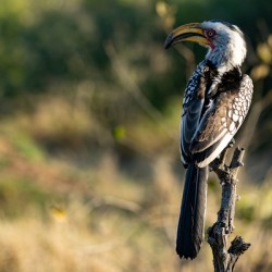 NBC081123002 Enhanced NR