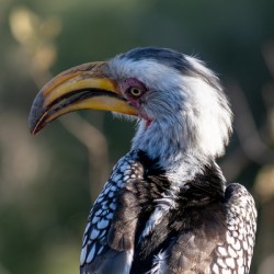 NBC081123004 Enhanced NR