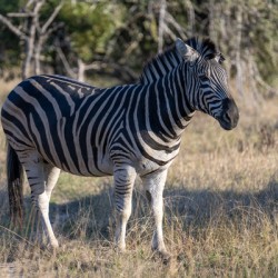 NBC081123010 Enhanced NR