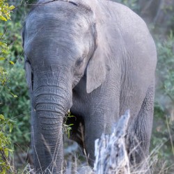 NBC081123066 Enhanced NR