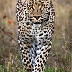 NBC081323434 Enhanced NR Edit Edit