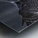 Calgary20220510 0150 Enhanced NR Edit Metal print