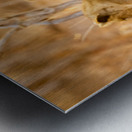 DSC081823685 Edit Metal print