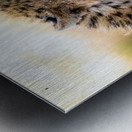 NBC081223686 Edit Metal print