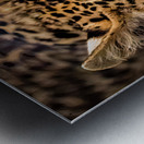 NBC081323445 Edit Metal print