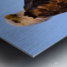Eagle 36x48 Metal print