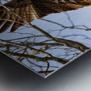 Hawk 2020 Canv Metal print