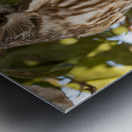 Saw Whet 2020 Canv Metal print