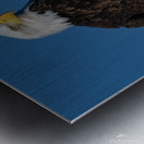 Eagle 3648 Canv Metal print