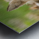 Fox 3648 Canv Metal print