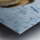 Fox 2448 Can Metal print