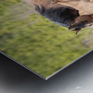 MareFoal2020Canv Metal print