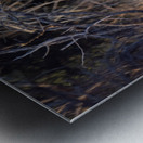 NBC081123067 Metal print