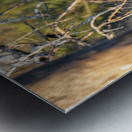 NBC081123060 Metal print