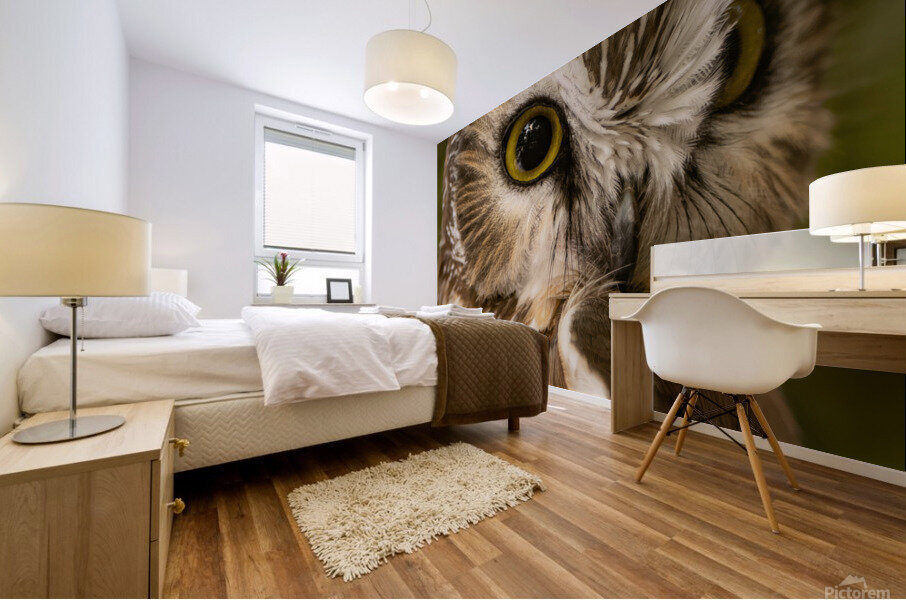 Saw Whet 36x48 Mural print