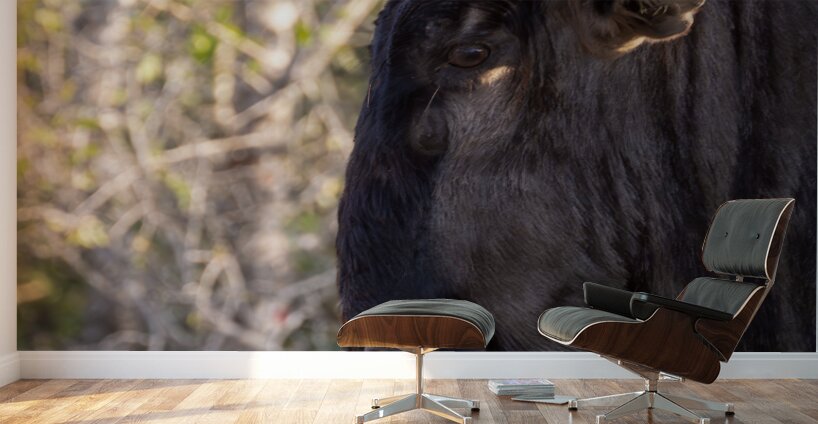 NBC081123046 Enhanced NR Edit Wall Murals