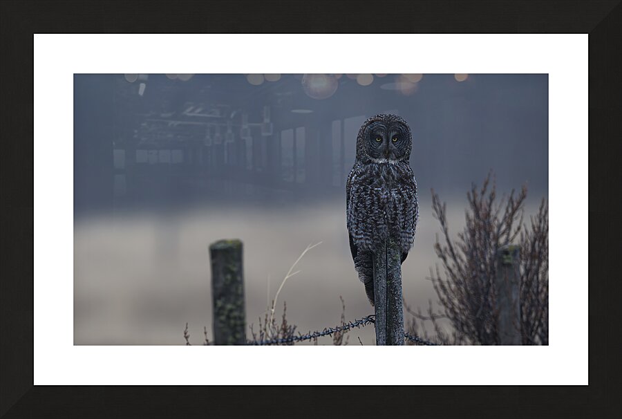 Calgary20220510 0135 Enhanced NR Edit Picture Frame print