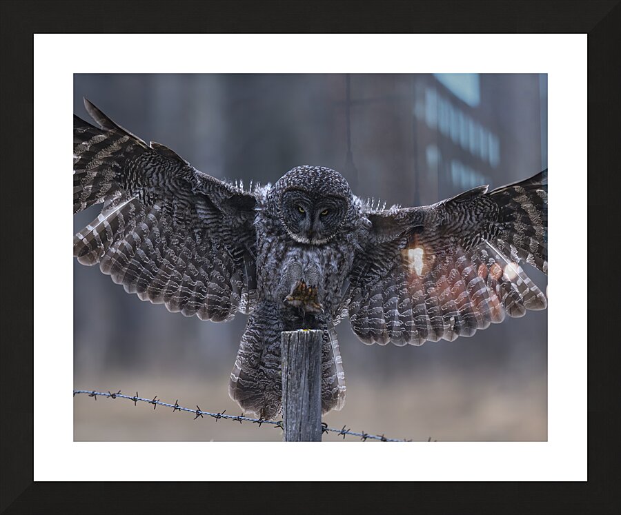 Calgary20220510 0150 Enhanced NR Edit Picture Frame print