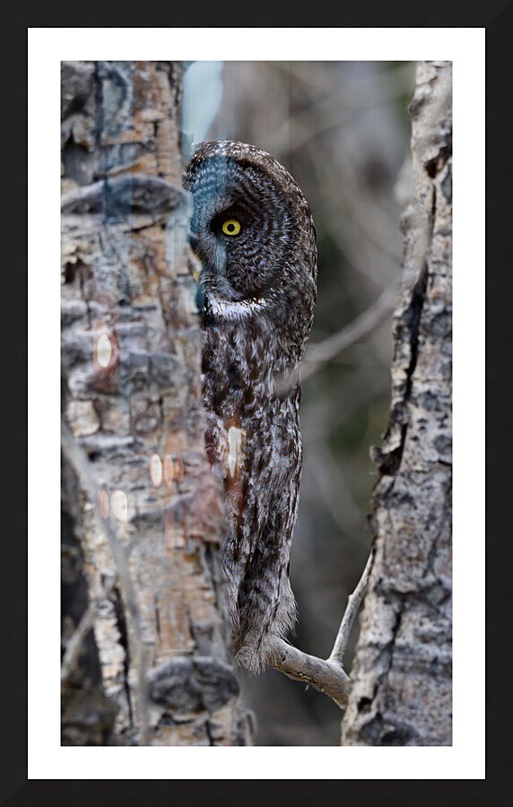 Calgary20220511 0437 Edit Picture Frame print