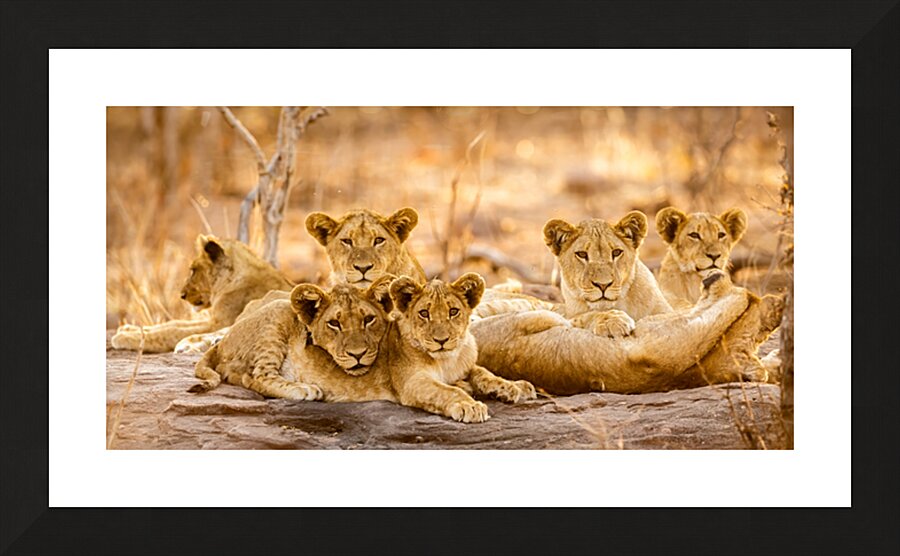 DSC081823685 Edit Picture Frame print