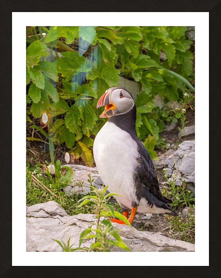 Z91 1832 Edit Picture Frame print