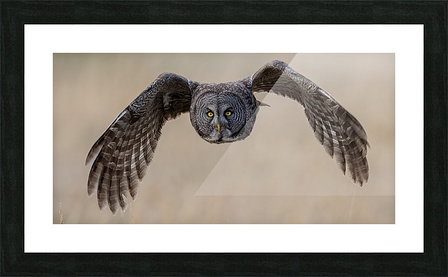 Calgary20220512 0616 Edit Picture Frame print