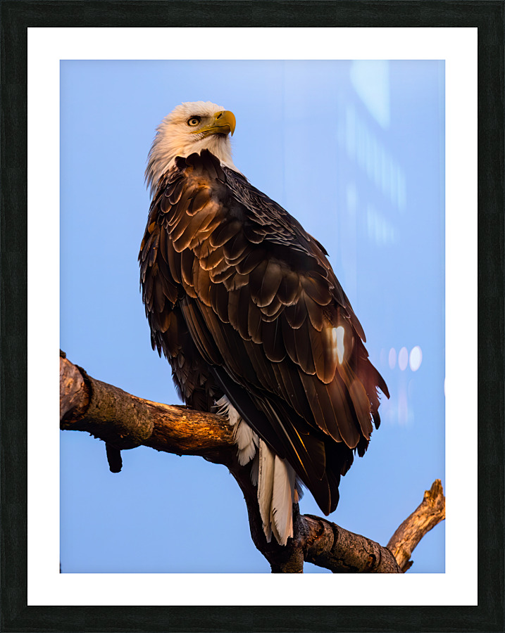 Eagle 36x48 Picture Frame print
