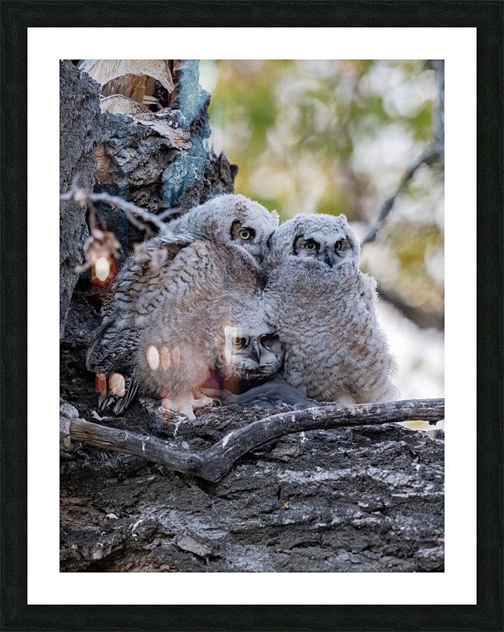 Three GHO 36x48 Picture Frame print