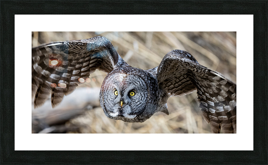 Great Gray 30x60 Picture Frame print