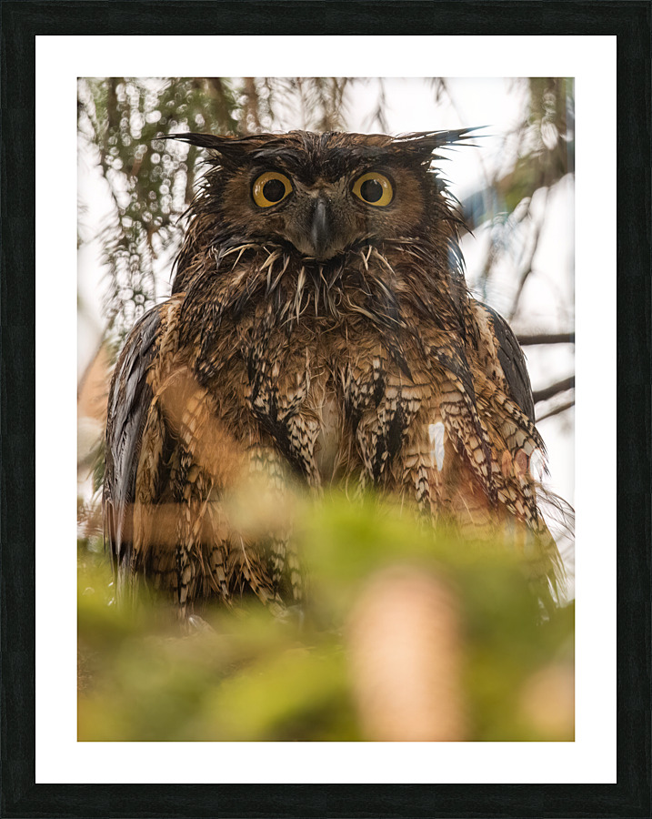 GHO 3648 Canv Picture Frame print