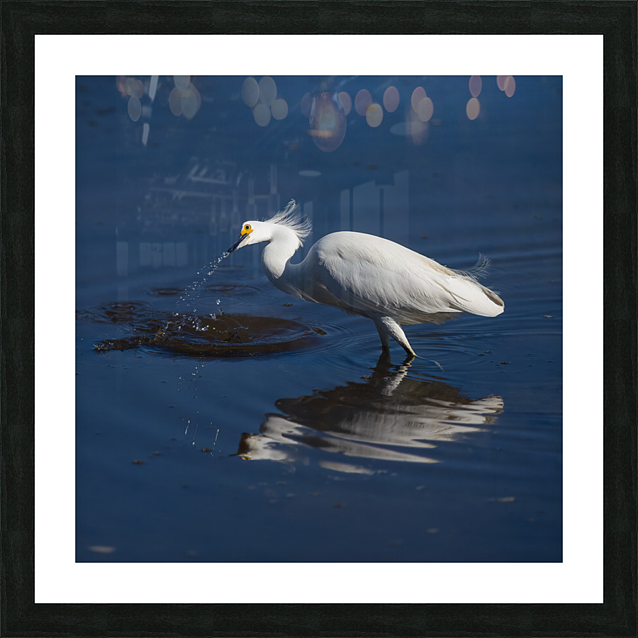 Egret 2020 Canv Picture Frame print