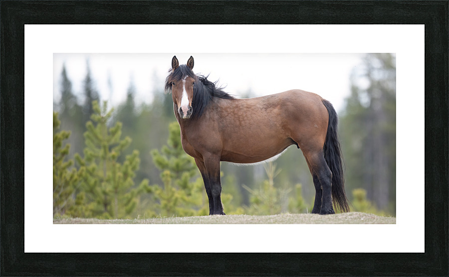 Stallion 3060 Acry Picture Frame print